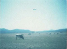 Argentina, Saavedra, 1981, únos krávy